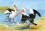 Pelicans on the Beach
