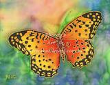Australian Fritillary Butterfly