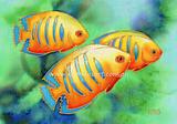 Orange Fish