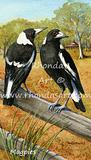 Magpies on the fence