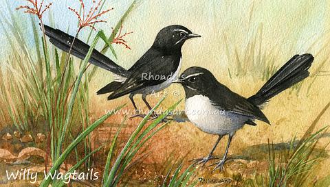 Willy Wagtails