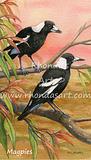 Magpies in the tree
