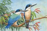 Sacred Kingfisher Pair
