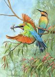 Rainbow Bee-eater Pair