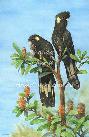'High Tea' - Yellowtail Black Cockatoos