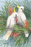 Two White Cockatoos