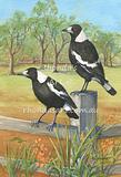 Fence Sitting Magpies