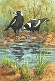 Magpies Reflections
